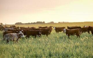 Steers and heifers raised with natural grass, Argentine meat production photo