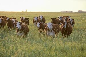 novillos y novillas elevado con natural césped, argentino carne producción foto