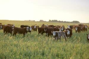 Steers and heifers raised with natural grass, Argentine meat production photo