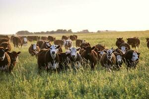 Steers and heifers raised with natural grass, Argentine meat production photo