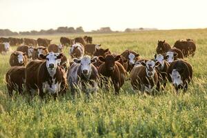 Steers and heifers raised with natural grass, Argentine meat production photo