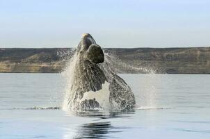 Whale jumping across the coast of Puerto Madryn, Patagonia, Argentina photo