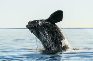 Whale jumping across the coast of Puerto Madryn, Patagonia, Argentina photo