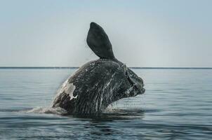 Southern right whale,jumping behavior, Puerto Madryn, Patagonia, Argentina photo