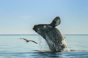 Southern right whale,jumping behavior, Puerto Madryn, Patagonia, Argentina photo