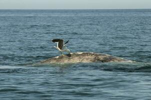 Seagull stinging the back of a whale, Peninsula Valdes, Patagonia, Argentina photo