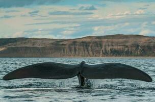 Southern Right Whale endangered, Argentina photo