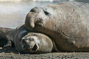 Elephant seal couple mating, Peninsula Valdes, Patagonia, Argentina photo