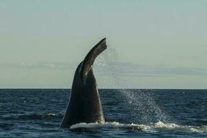 Southern Right Whale endangered, Argentina photo