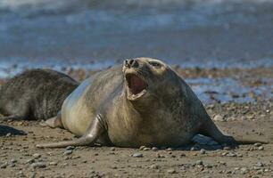 Femaale elephant seal, Peninsula Valdes, Patagonia, Argentina photo