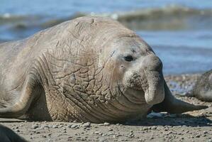 masculino elefante sello, península Valdés, Patagonia, argentina foto