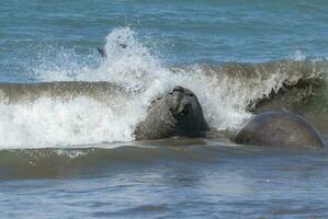Male elephant seal, Peninsula Valdes, Patagonia, Argentina photo