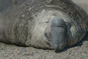 Male elephant seal, Peninsula Valdes, Patagonia, Argentina photo