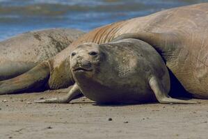 Femaale elephant seal, Peninsula Valdes, Patagonia, Argentina photo