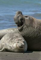 Elephant seal couple mating, Peninsula Valdes, Patagonia, Argentina photo