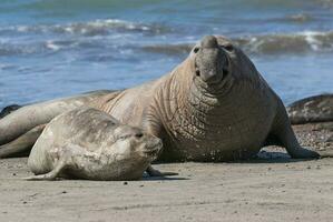 Elephant seal couple mating, Peninsula Valdes, Patagonia, Argentina photo