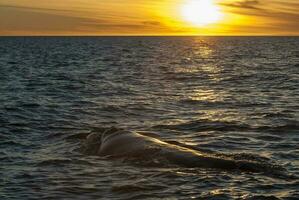 Southern Right Whale endangered, Argentina photo