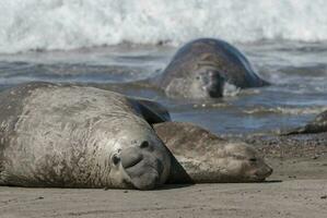 Elephant seal couple mating, Peninsula Valdes, Patagonia, Argentina photo