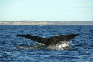 Southern Right Whale endangered, Argentina photo