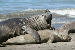 Elephant seal couple mating, Peninsula Valdes, Patagonia, Argentina photo