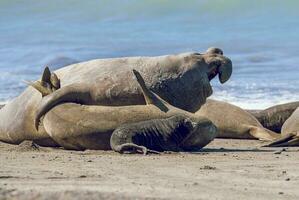 Elephant seal couple mating, Peninsula Valdes, Patagonia, Argentina photo