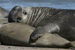 Male elephant seal, Peninsula Valdes, Patagonia, Argentina photo