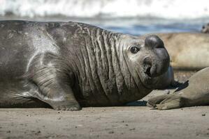 Male elephant seal, Peninsula Valdes, Patagonia, Argentina photo