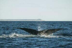 Southern Right Whale endangered, Argentina photo