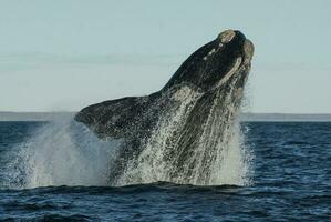 del Sur Derecha ballena en peligro, argentina foto