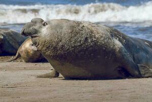 Male elephant seal, Peninsula Valdes, Patagonia, Argentina photo