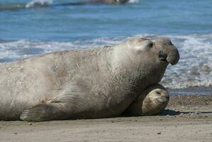 Elephant seal couple mating, Peninsula Valdes, Patagonia, Argentina photo