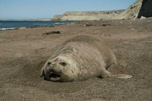 Femaale elephant seal, Peninsula Valdes, Patagonia, Argentina photo