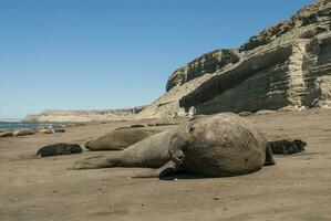 Male elephant seal, Peninsula Valdes, Patagonia, Argentina photo