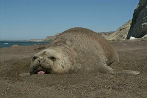 Femaale elephant seal, Peninsula Valdes, Patagonia, Argentina photo