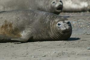 Femaale elephant seal, Peninsula Valdes, Patagonia, Argentina photo