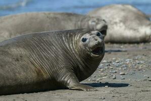 Femaale elephant seal, Peninsula Valdes, Patagonia, Argentina photo