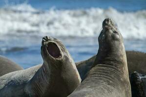 Juvenile males elephant seals fighting, Peninsula Valdes, Patagonia, Argentina photo