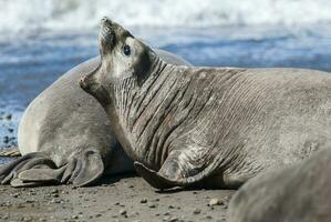 Femaale elephant seal, Peninsula Valdes, Patagonia, Argentina photo