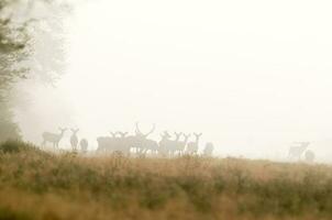 Red deer herd in the snow, La Pampa, Argentina. photo