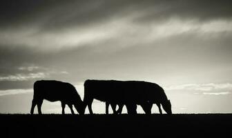 vacas alimentado césped, en campo, pampa, patagonia,argentina foto