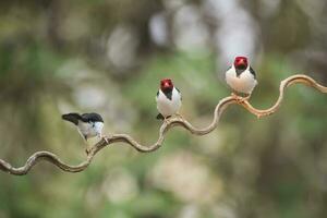 Yellow billed Cardinal,perched on a liana,Pantanal forest, Brazil photo