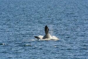 Whale jumping behavior in Peninsula Valdes  Patagonia, Argentina photo