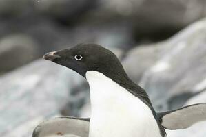 Adelie Penguin, juvenile on ice, Paulet island, Antarctica photo