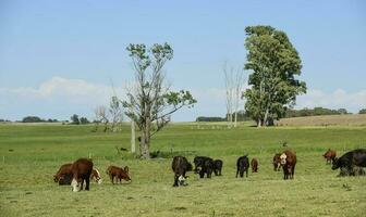 vacas en argentino campo, la pampa provincia, argentina. foto