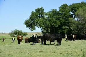 vacas en argentino campo, la pampa provincia, argentina. foto