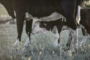 vacas y becerro , argentino campo, la pampa provincia, argentina. foto