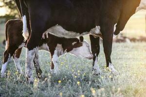 Cattle and  calf , Argentine countryside,La Pampa Province, Argentina. photo