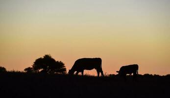 Cows silhouettes  grazing, La Pampa, Patagonia, Argentina. photo