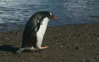 gentoo pingüino con polluelo, neko Puerto,Antártida foto