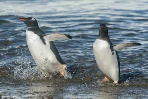 Gentoo Penguin with chick, Neko harbour,Antartica photo